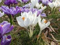 Blooming spring crocuses