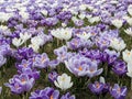 Blooming spring crocuses