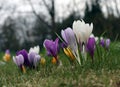 Blooming spring crocuses flowers Royalty Free Stock Photo
