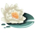 Blooming spring floral card. Lotus flowers. Meditation time. Yoga