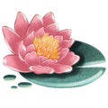 Blooming spring floral card. Lotus flowers. Meditation time. Yoga Royalty Free Stock Photo