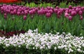 Blooming spring flower bed with tulips and pansies Royalty Free Stock Photo