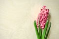 Blooming spring flower pink hyacinth