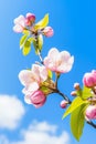 Blooming spring flowers against blue sky