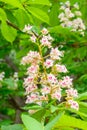 Blooming spring flowers. Flowering of a horse chestnut. White chestnut flowers on tree leaves background. Aesculus hippocastanum Royalty Free Stock Photo