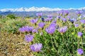 Blooming spring flowers, view on Sierra Nevada mountains, California, USA Royalty Free Stock Photo