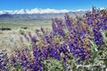 Blooming spring flowers, view on Sierra Nevada mountains and Mount Whitney, California, USA Royalty Free Stock Photo