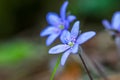 Blooming in the spring forest Hepatica nobilis. close-up blue flowers of Common Hepatica. violet flower of liverwort Royalty Free Stock Photo