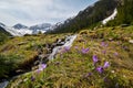 Blooming spring forest; Mountain stream and spring flowers Royalty Free Stock Photo