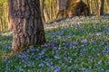 Blooming spring forest with old oak trees. Blooming and juicy Vinca minor Royalty Free Stock Photo