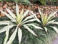 Blooming spring garden: Beautiful outdoor fresh ornamental plants of Furcraea Foetida with colorful stone walls