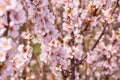 Blooming spring garden. Cherry blossom branch Prunus tomentosa close-up. Bee Anthophila on cherry flowers.