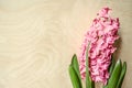 Blooming on spring holidays flower pink hyacinth