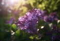 Blooming spring lilacs flowers in fabulous garden on mysterious fairy tale springtime floral sunny background with sun light and Royalty Free Stock Photo