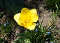 Blooming in spring a lone yellow tulip in the garden on the flower bed Royalty Free Stock Photo