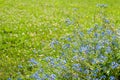 Spring meadow with blue forget-me-not flowers Royalty Free Stock Photo