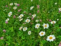 Blooming spring meadow with daisies and the clover, close up Royalty Free Stock Photo