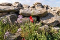 Blooming spring meadow in the Golan Heights in northern Israel