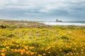 Blooming spring meadow at the Pidgeon Point Lighthouse, California