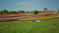 Blooming spring park and young woman relaxing on fresh green grass. Royalty Free Stock Photo