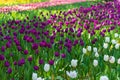 blooming spring pink, lilac and white tulips flower like background in park, garden floral background Royalty Free Stock Photo