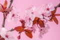 Blooming spring plum branch on pink background. Closeup