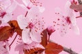 Blooming spring plum branch on pink background. Closeup