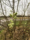 blooming spring shoots on salix branches