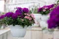 Blooming in spring and summer, sale in greenhous and business