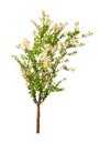 Blooming spring tree isolated on whit Royalty Free Stock Photo