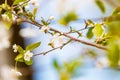 Blooming spring tree. Symbol of the beginning of spring and warmth. Apple tree. Cherry blossoms Royalty Free Stock Photo