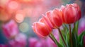 Blooming Spring Tulip Closeup on Pastel Bokeh Royalty Free Stock Photo