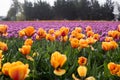 Blooming spring tulips in vast field with strips of color Royalty Free Stock Photo