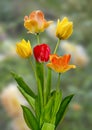 Blooming Spring Tulips Royalty Free Stock Photo