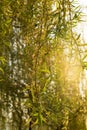 Blooming spring twigs of willow in backlight Royalty Free Stock Photo