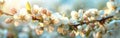 Blooming Spring White Apple Blossom Banner with Bokeh Background Royalty Free Stock Photo