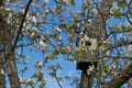 Blooming spring white-pink flowers of an apple tree against a blurred background of an old birdhouse and a blue sky. Royalty Free Stock Photo