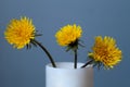 Blooming dandelions close-up on a blue background Royalty Free Stock Photo