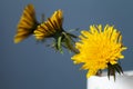 Blooming dandelions close-up on a blue background Royalty Free Stock Photo