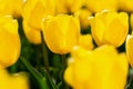 Blooming spring yellow tulips close-up on a blurry background with bokeh Royalty Free Stock Photo