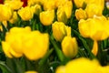 Blooming spring yellow tulips close-up on a blurry background with bokeh Royalty Free Stock Photo