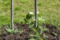 Blooming sprouts of pea cultivated on garden bed Royalty Free Stock Photo