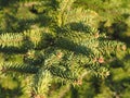 Blooming spruce branches. Spring background. Selective focus