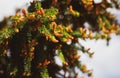 Blooming spruce. Red young shoots on a pine tree. Flowering branch of a fir tree. Young shoots on spruce