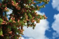 Blooming spruce. Red young shoots on a pine tree. A flowering branch of a fir tree. Young shoots on spruce. A blooming fir tree