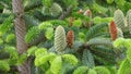 Blooming spruce. Young cones in green thickets of needle-like branches of a tree.