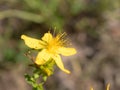 Blooming St. John`s wort close up Royalty Free Stock Photo
