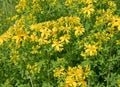 Blooming St. John\'s wort, hypericum perforatum Royalty Free Stock Photo