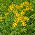 Blooming St. John\'s wort, hypericum perforatum Royalty Free Stock Photo