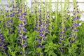 Blooming stalks of False Blue Indigo in a garden Royalty Free Stock Photo